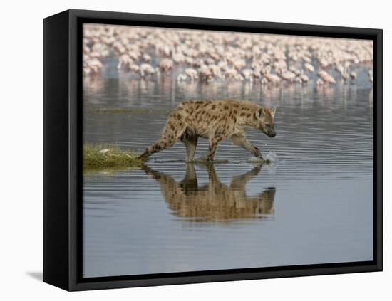 Spotted Hyena in Lake Nakuru, Lake Nakuru National Park-James Hager-Framed Stretched Canvas