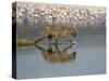 Spotted Hyena in Lake Nakuru, Lake Nakuru National Park-James Hager-Stretched Canvas