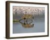 Spotted Hyena in Lake Nakuru, Lake Nakuru National Park-James Hager-Framed Photographic Print