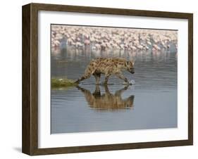 Spotted Hyena in Lake Nakuru, Lake Nakuru National Park-James Hager-Framed Photographic Print