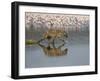 Spotted Hyena in Lake Nakuru, Lake Nakuru National Park-James Hager-Framed Photographic Print