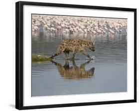 Spotted Hyena in Lake Nakuru, Lake Nakuru National Park-James Hager-Framed Photographic Print