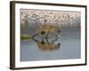 Spotted Hyena in Lake Nakuru, Lake Nakuru National Park-James Hager-Framed Photographic Print