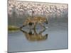 Spotted Hyena in Lake Nakuru, Lake Nakuru National Park-James Hager-Mounted Photographic Print