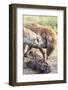 Spotted Hyena, Maasai Mara, Kenya-Martin Zwick-Framed Photographic Print