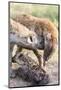 Spotted Hyena, Maasai Mara, Kenya-Martin Zwick-Mounted Photographic Print