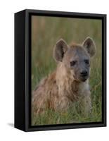 Spotted Hyena, Mombo Area, Chief's Island, Okavango Delta, Botswana-Pete Oxford-Framed Stretched Canvas