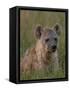 Spotted Hyena, Mombo Area, Chief's Island, Okavango Delta, Botswana-Pete Oxford-Framed Stretched Canvas