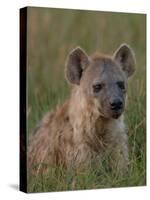 Spotted Hyena, Mombo Area, Chief's Island, Okavango Delta, Botswana-Pete Oxford-Stretched Canvas