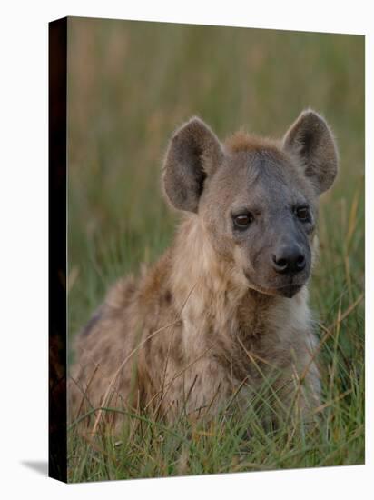 Spotted Hyena, Mombo Area, Chief's Island, Okavango Delta, Botswana-Pete Oxford-Stretched Canvas