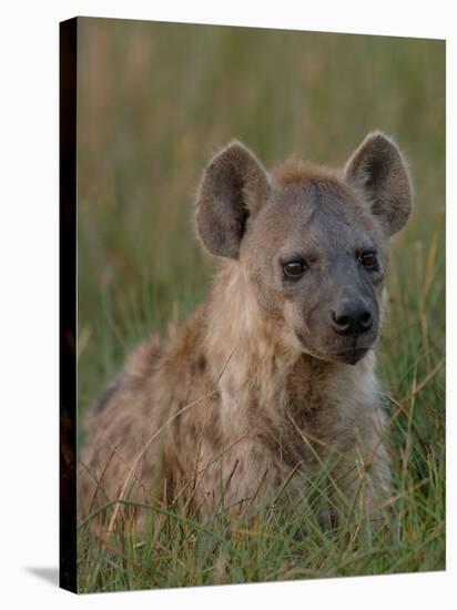 Spotted Hyena, Mombo Area, Chief's Island, Okavango Delta, Botswana-Pete Oxford-Stretched Canvas