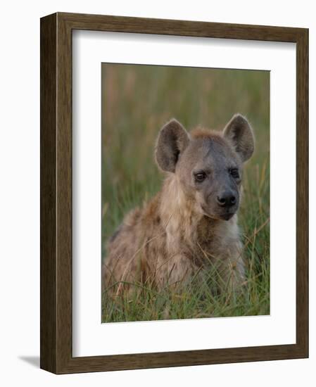 Spotted Hyena, Mombo Area, Chief's Island, Okavango Delta, Botswana-Pete Oxford-Framed Photographic Print