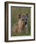 Spotted Hyena, Mombo Area, Chief's Island, Okavango Delta, Botswana-Pete Oxford-Framed Photographic Print