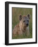 Spotted Hyena, Mombo Area, Chief's Island, Okavango Delta, Botswana-Pete Oxford-Framed Photographic Print