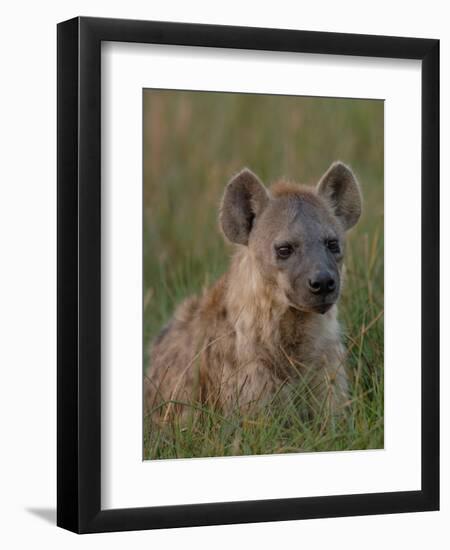 Spotted Hyena, Mombo Area, Chief's Island, Okavango Delta, Botswana-Pete Oxford-Framed Photographic Print