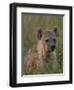 Spotted Hyena, Mombo Area, Chief's Island, Okavango Delta, Botswana-Pete Oxford-Framed Photographic Print