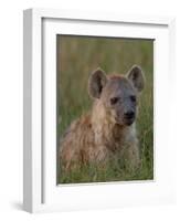 Spotted Hyena, Mombo Area, Chief's Island, Okavango Delta, Botswana-Pete Oxford-Framed Photographic Print