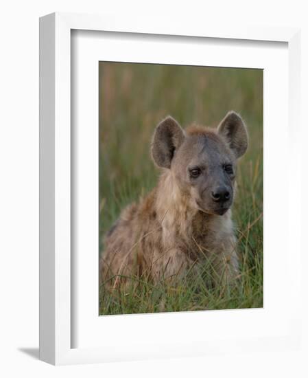 Spotted Hyena, Mombo Area, Chief's Island, Okavango Delta, Botswana-Pete Oxford-Framed Photographic Print