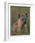 Spotted Hyena, Mombo Area, Chief's Island, Okavango Delta, Botswana-Pete Oxford-Framed Photographic Print