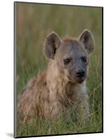 Spotted Hyena, Mombo Area, Chief's Island, Okavango Delta, Botswana-Pete Oxford-Mounted Photographic Print