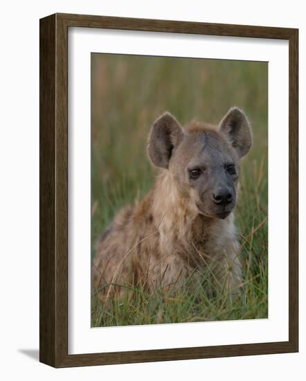 Spotted Hyena, Mombo Area, Chief's Island, Okavango Delta, Botswana-Pete Oxford-Framed Photographic Print