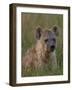 Spotted Hyena, Mombo Area, Chief's Island, Okavango Delta, Botswana-Pete Oxford-Framed Photographic Print