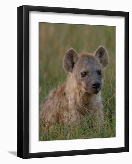 Spotted Hyena, Mombo Area, Chief's Island, Okavango Delta, Botswana-Pete Oxford-Framed Photographic Print