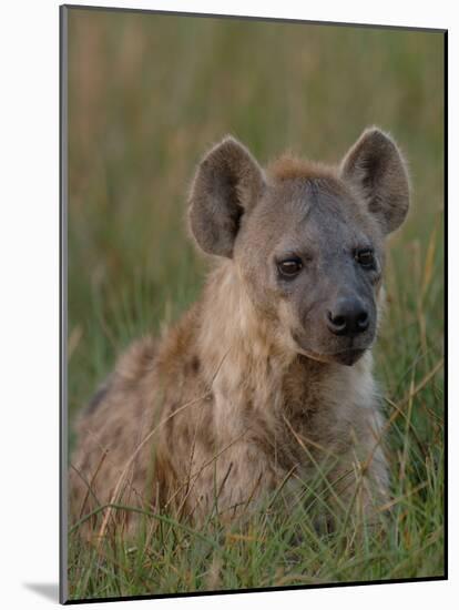 Spotted Hyena, Mombo Area, Chief's Island, Okavango Delta, Botswana-Pete Oxford-Mounted Photographic Print