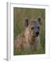 Spotted Hyena, Mombo Area, Chief's Island, Okavango Delta, Botswana-Pete Oxford-Framed Photographic Print