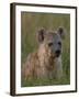 Spotted Hyena, Mombo Area, Chief's Island, Okavango Delta, Botswana-Pete Oxford-Framed Photographic Print