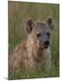 Spotted Hyena, Mombo Area, Chief's Island, Okavango Delta, Botswana-Pete Oxford-Mounted Photographic Print