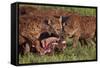 Spotted Hyena or Spotted Hyaena (Crocuta Crocuta) at a Cape Buffalo Kill-James Hager-Framed Stretched Canvas