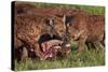 Spotted Hyena or Spotted Hyaena (Crocuta Crocuta) at a Cape Buffalo Kill-James Hager-Stretched Canvas