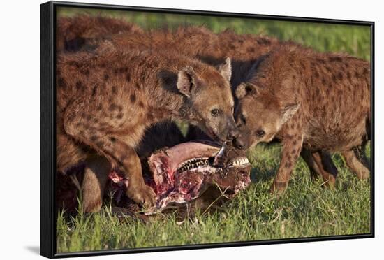 Spotted Hyena or Spotted Hyaena (Crocuta Crocuta) at a Cape Buffalo Kill-James Hager-Framed Photographic Print