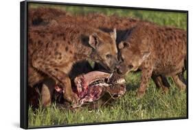 Spotted Hyena or Spotted Hyaena (Crocuta Crocuta) at a Cape Buffalo Kill-James Hager-Framed Photographic Print