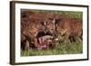 Spotted Hyena or Spotted Hyaena (Crocuta Crocuta) at a Cape Buffalo Kill-James Hager-Framed Photographic Print