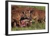 Spotted Hyena or Spotted Hyaena (Crocuta Crocuta) at a Cape Buffalo Kill-James Hager-Framed Photographic Print