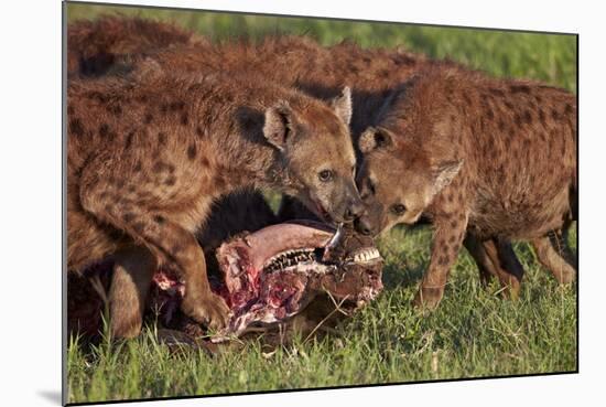 Spotted Hyena or Spotted Hyaena (Crocuta Crocuta) at a Cape Buffalo Kill-James Hager-Mounted Photographic Print