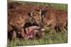 Spotted Hyena or Spotted Hyaena (Crocuta Crocuta) at a Cape Buffalo Kill-James Hager-Mounted Photographic Print