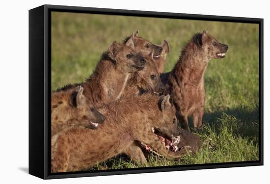 Spotted Hyena or Spotted Hyaena (Crocuta Crocuta) at a Cape Buffalo Kill-James Hager-Framed Stretched Canvas