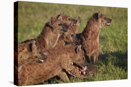 Spotted Hyena or Spotted Hyaena (Crocuta Crocuta) at a Cape Buffalo Kill-James Hager-Stretched Canvas