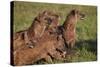 Spotted Hyena or Spotted Hyaena (Crocuta Crocuta) at a Cape Buffalo Kill-James Hager-Stretched Canvas