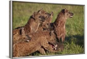 Spotted Hyena or Spotted Hyaena (Crocuta Crocuta) at a Cape Buffalo Kill-James Hager-Framed Photographic Print