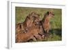 Spotted Hyena or Spotted Hyaena (Crocuta Crocuta) at a Cape Buffalo Kill-James Hager-Framed Photographic Print