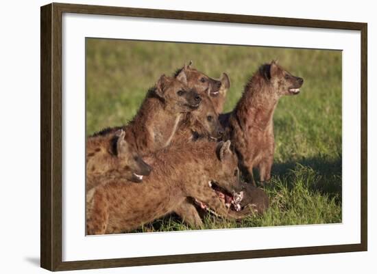 Spotted Hyena or Spotted Hyaena (Crocuta Crocuta) at a Cape Buffalo Kill-James Hager-Framed Photographic Print