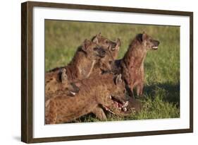 Spotted Hyena or Spotted Hyaena (Crocuta Crocuta) at a Cape Buffalo Kill-James Hager-Framed Photographic Print