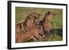 Spotted Hyena or Spotted Hyaena (Crocuta Crocuta) at a Cape Buffalo Kill-James Hager-Framed Photographic Print