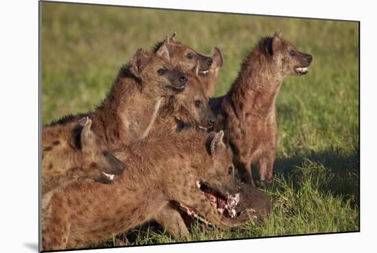 Spotted Hyena or Spotted Hyaena (Crocuta Crocuta) at a Cape Buffalo Kill-James Hager-Mounted Photographic Print