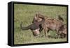 Spotted Hyena or Spotted Hyaena (Crocuta Crocuta) with a Cape Buffalo Skull-James Hager-Framed Stretched Canvas