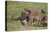 Spotted Hyena or Spotted Hyaena (Crocuta Crocuta) with a Cape Buffalo Skull-James Hager-Stretched Canvas